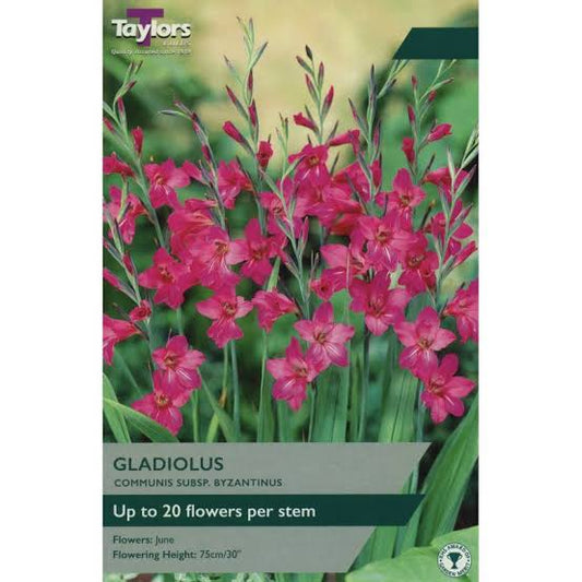 Gladiolus communis byzantinus 12 bulbs