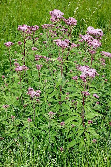 Eupatorium cannabinum 3ltr bushy green plant with mauve flower clusters in a pot at Pengelly Garden Centre Cornwall