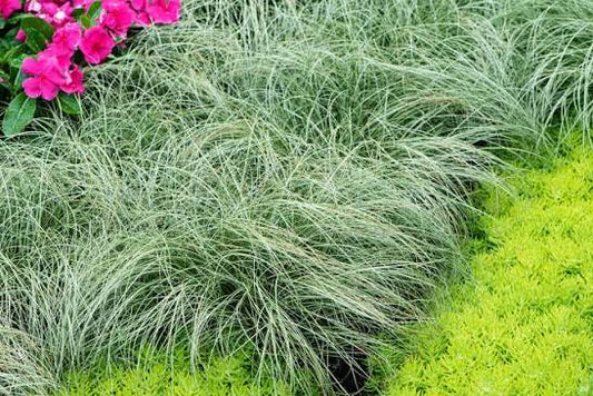 Carex Amazon Mist 3ltr