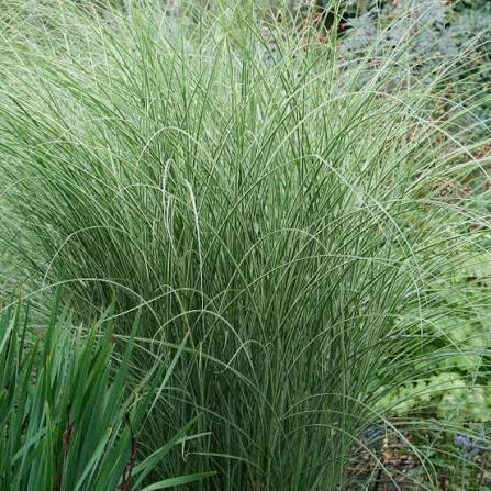 Miscanthus sinensis 'Morning Light' 2L