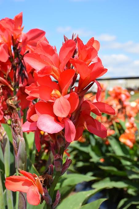 Canna Cannova Red 3ltr