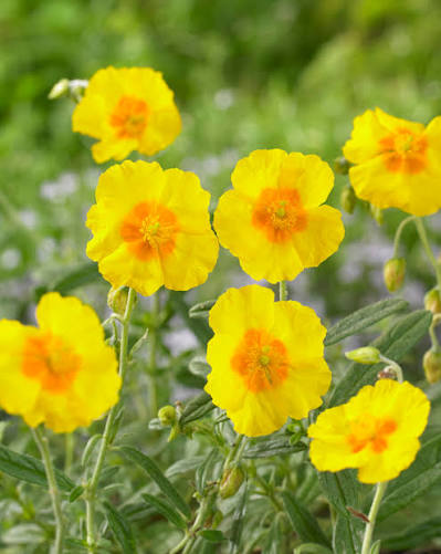 Helianthemum Golden Queen 1.5ltr