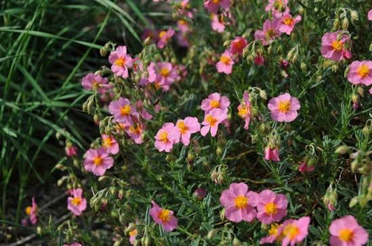 Helianthemum Lawrensons Pink 1.5ltr