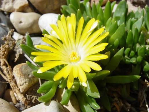Delosperma congestum Yellow 11cm