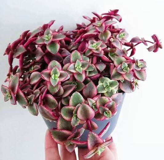 Crassula Calico Kitten 11cm