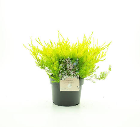 Diosma hirsuta 'Sunset Gold' 3ltr