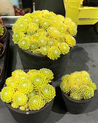Sempervivum Lemon Flare 1ltr