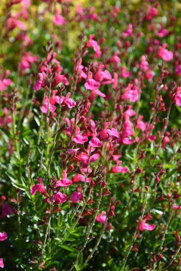 Salvia greggii Pink 3ltr