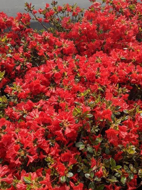 Azalea 'Stewartstonian' 10ltr pot