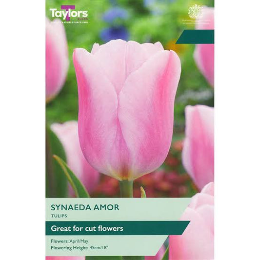 Tulip 'Synaeda Amor' 7 bulbs