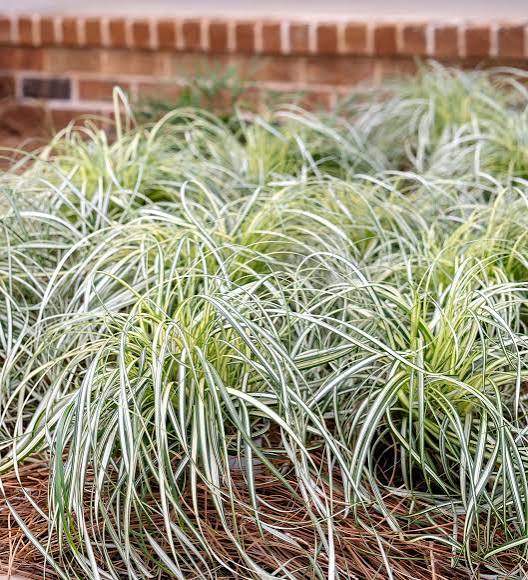 Carex 'Moon Falls' 2ltr