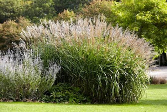 Miscanthus sinensis Malepartus 2L