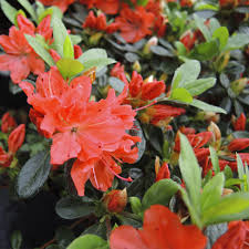 Azalea japonica 'Geisha Orange' 2ltr pot