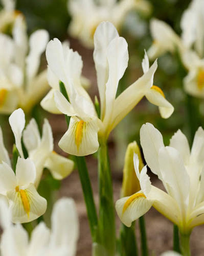Iris reticulata 'Louise'  9 bulbs