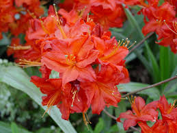 Azalea mollis 'Satan' 10ltr