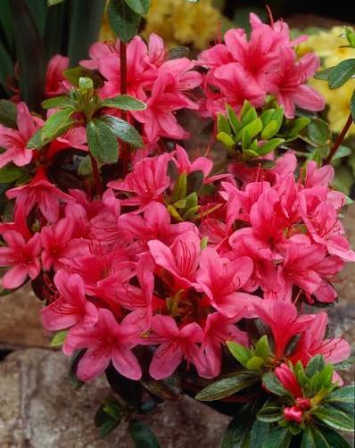 Azalea japonica 'Silvester' 10ltr pot