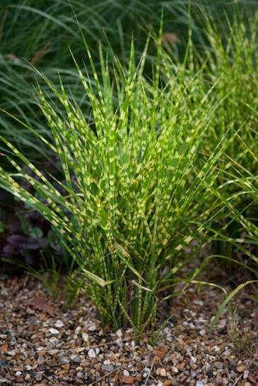 Miscanthus 'Gold Breeze' 2ltr