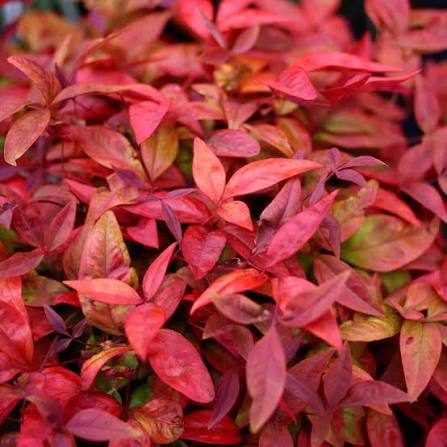 Nandina domestica 'Blush Pink' 2L