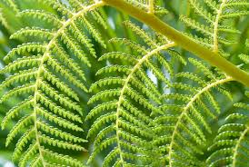 Dicksonia antartica - Tree Fern with small trunk 24cm pot