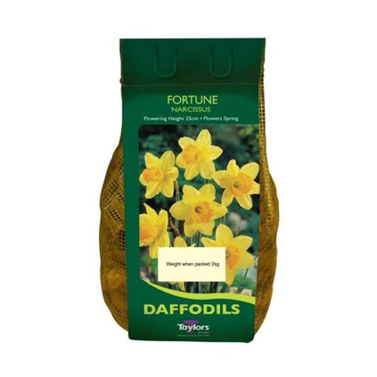 Narcissus Fortune 2kg net