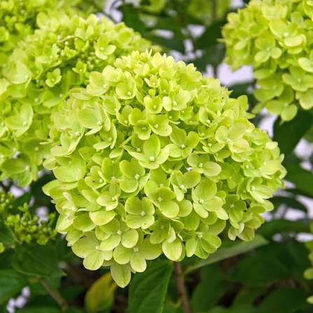 Hydrangea paniculata Little Lime 3L