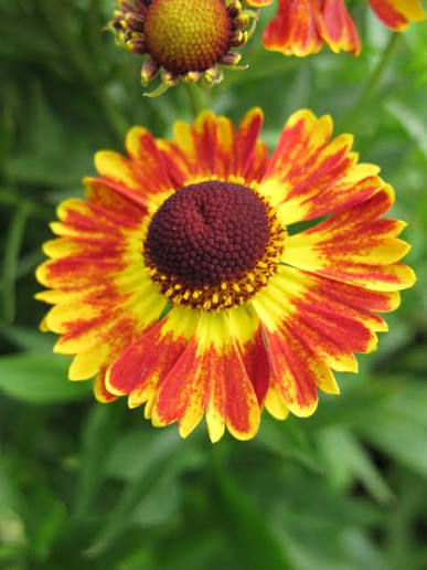 Helenium mariachi 'Fuego' 2L