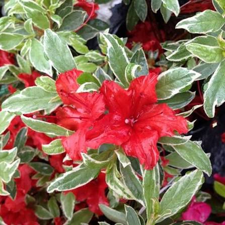 Azalea japonica 'Girard's Variegated Hotshot' 2ltr pot