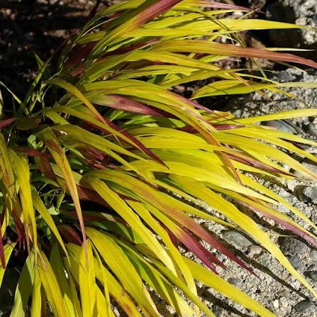 Hakonechloa macra 'Sunflare' 2ltr
