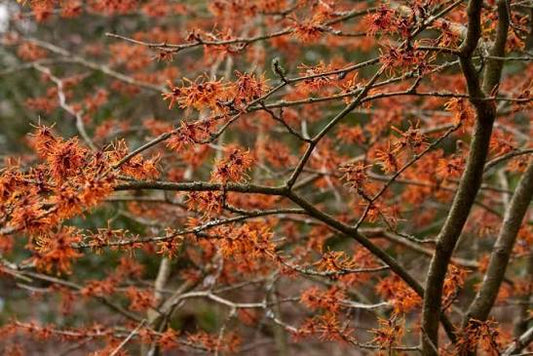Hamamelis intermedia 'Aphrodite' 23cm pot
