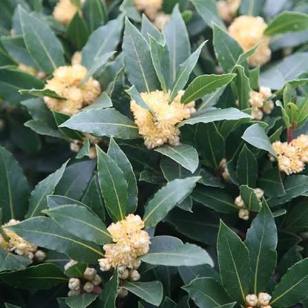 Laurus nobilis 10.5cm