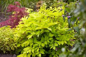 Aralia 'Sun King' 2ltr