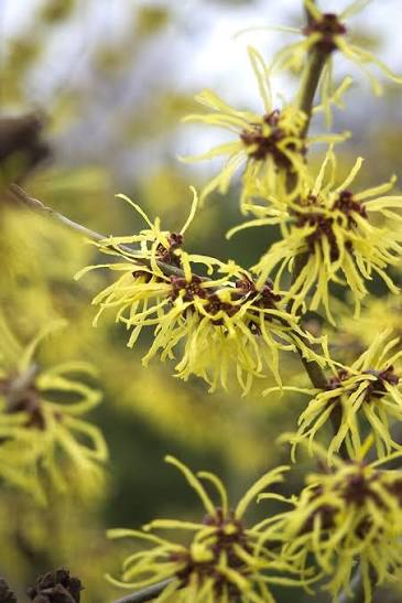 Hamamelis intermedia 'Westerstede' 23cm pot