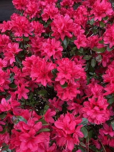 Azalea japonica 'Toreador' 10ltr pot