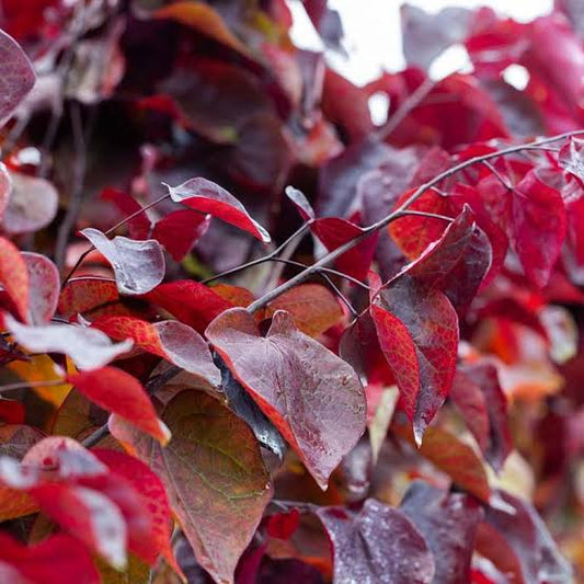 Cercis canadensis Forest Pansy 6ltr