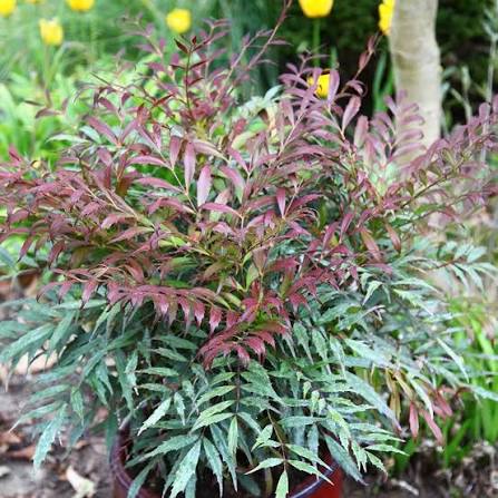 Mahonia 'Meteor' 3ltr pot
