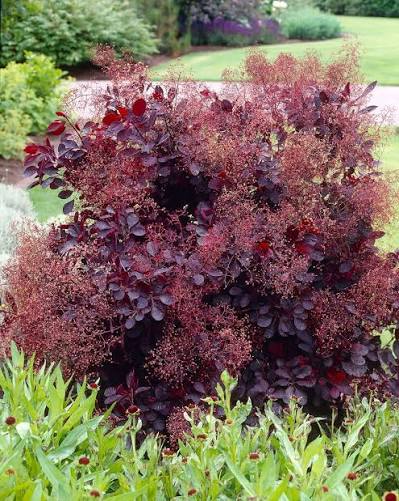 Cotinus coggygria Royal Purple 2L
