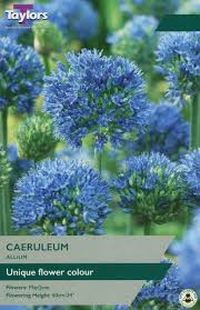 Allium caeruleum 12 bulbs