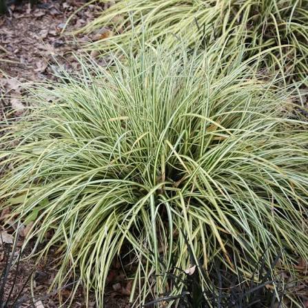Carex oshimensis 'Evergold' 2L