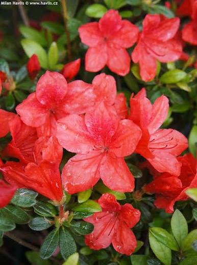 Azalea japonica 'Radja' 10ltr pot