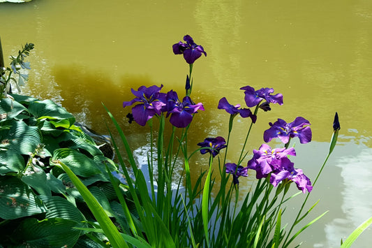 Iris ensata 1Ltr purple Japanese iris in 1L pot with green foliage at Pengelly Garden Centre Cornwall
