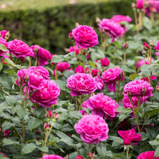 David Austin Rose James L Austin apricot English shrub rose with ruffled blooms, at Pengelly Garden Centre Cornwall