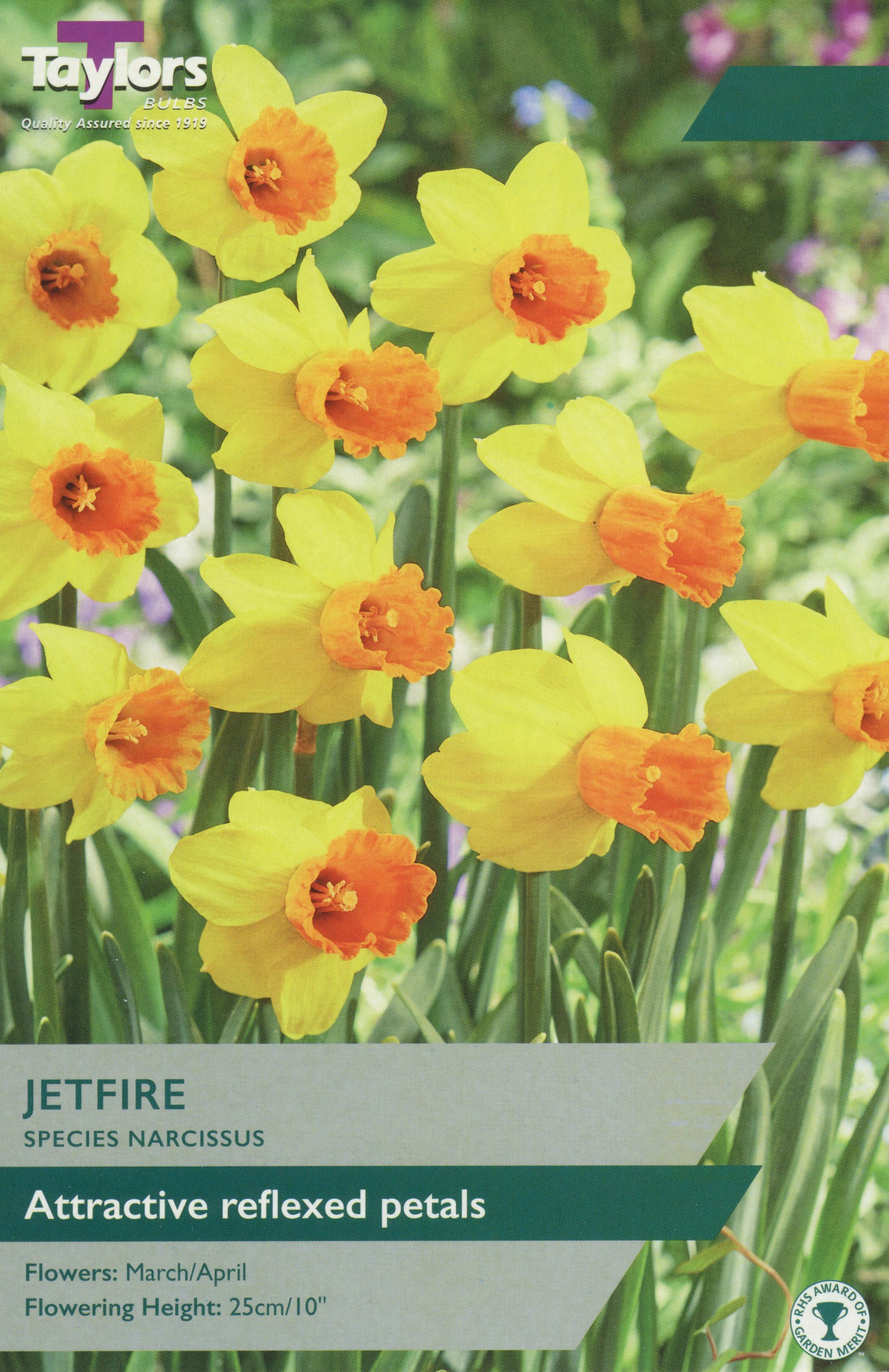 Potted plant labelled Jetfire with clusters of bright orange-red flowers and green foliage