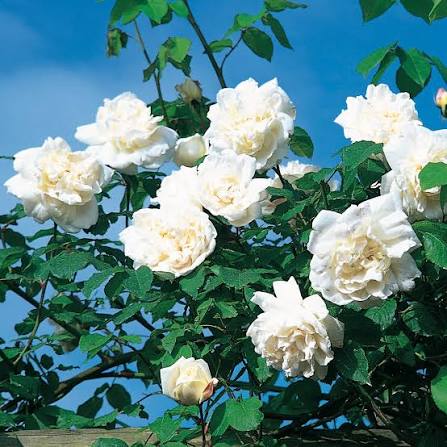 David Austin Rose Madame Alfred Carriere creamy white clustered blooms on climber at Pengelly Garden Centre Cornwall