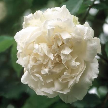 David Austin Rose Madame Alfred Carriere creamy white single-cluster climber Pengelly Garden Centre Cornwall
