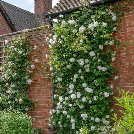 David Austin Rose Madame Alfred Carriere creamy white single blooms on glossy green climber, Pengelly Cornwall
