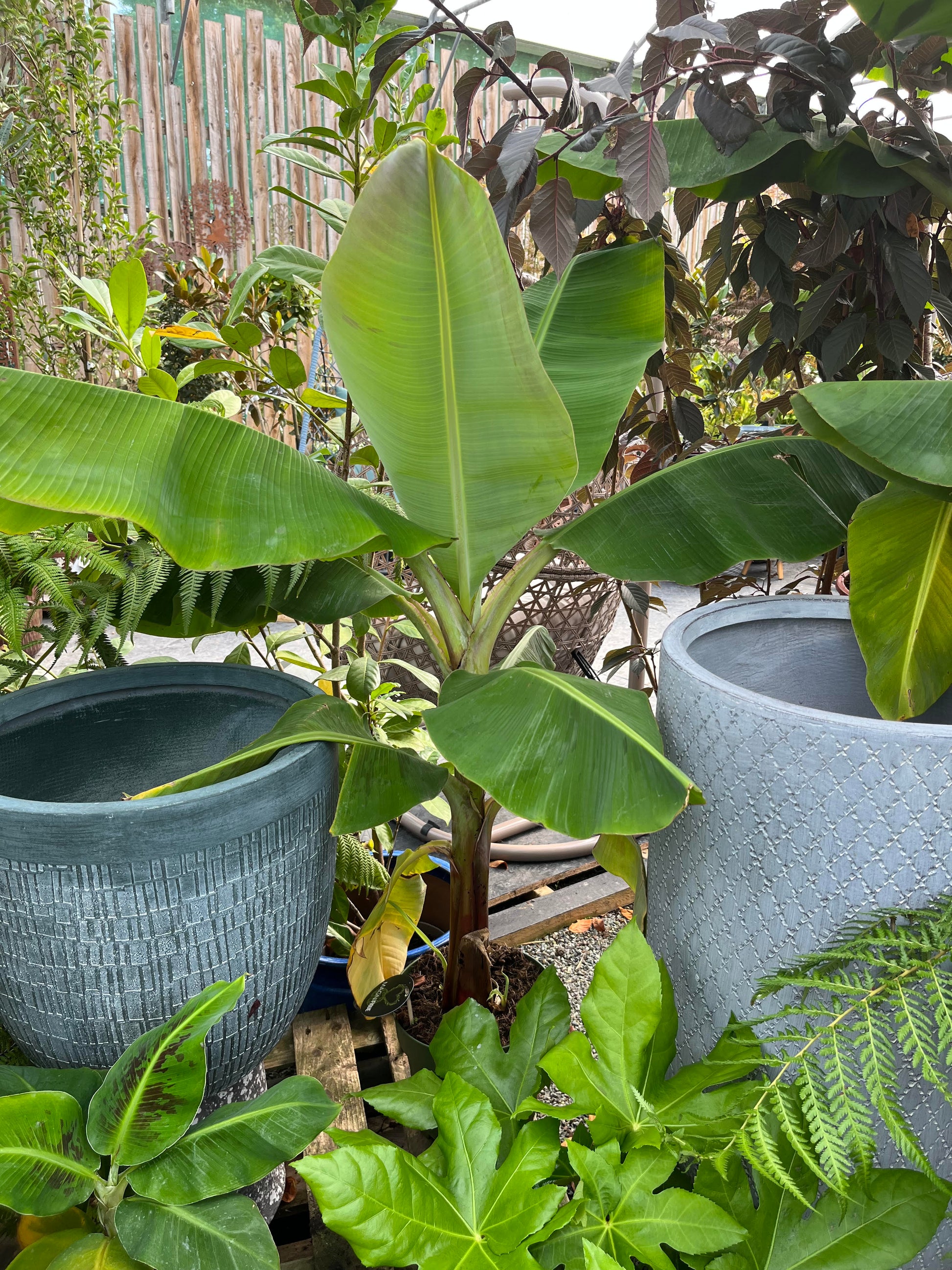 Potted Musa banana plant with large green paddle-shaped leaves, ideal tropical garden specimen
