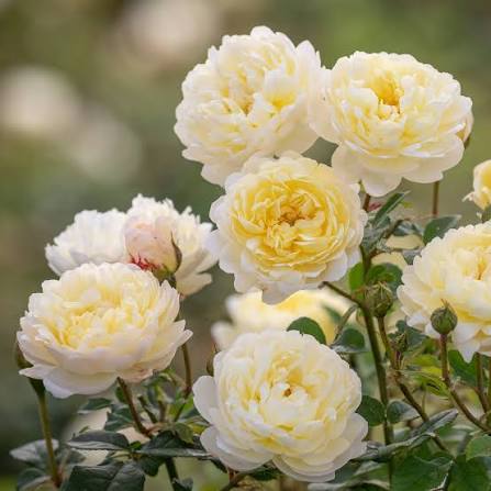 David Austin Rose Nye Bevan Pengelly Garden Centre Cornwall apricot peach rose with full cupped ruffled blooms