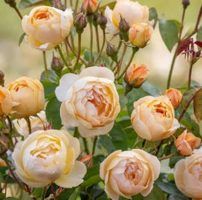 David Austin Rose Nye Bevan apricot-pink English shrub rose in full bloom at Pengelly Garden Centre Cornwall