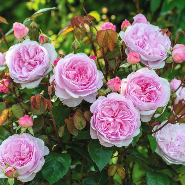 Olivia pale pink garden rose in bloom with green leaves, close-up of flowers