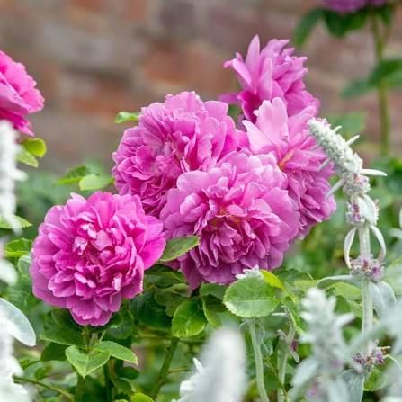 David Austin rose Princess Anne soft apricot-pink ruffled bloom, glossy green foliage Pengelly Garden Centre Cornwall